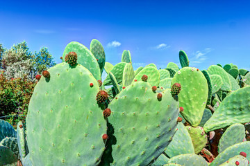 Cactus plant, Prickly pear cactus close up, cactus spines, Bunny Ears cactus or Opuntia Microdasys