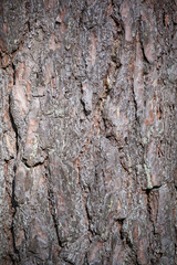 Tree bark texture. Old, brown cracked tree