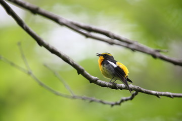 Fototapeta premium キビタキ,スズメ目,ヒタキ科,ヒタキ亜科