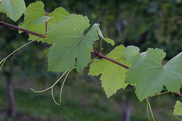Weinrebe