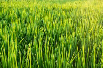 Field of Rice
