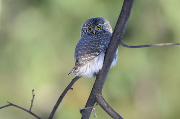 Perching Pygmy Owl at the branch