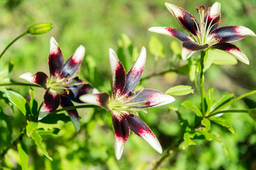 White and purple lily in flowerbed in garden