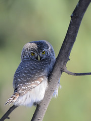 Perching Pygmy Owl at the branch