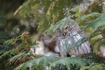 Perching Pygmy Owl at thuja tree