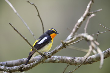 キビタキ, スズメ目, ヒタキ科, ヒタキ亜科