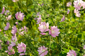 Purple pink meadow mallow flowers (Malva)