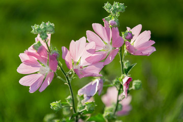 Purple pink meadow mallow flowers (Malva)
