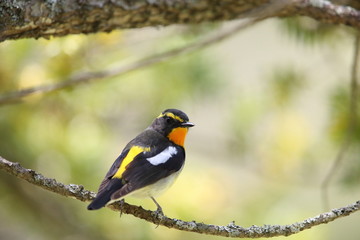 キビタキ,スズメ目,ヒタキ科,ヒタキ亜科