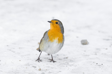 robin on a branch