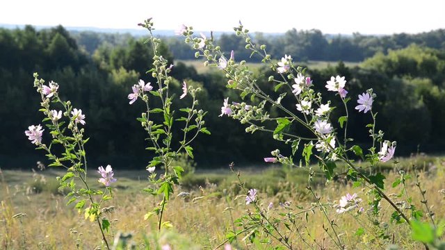 Meadow Mauve pink sways in breeze in field