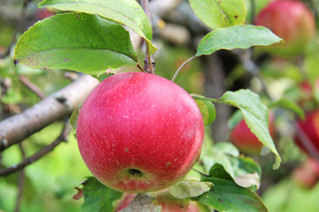 Red Wealthy apple on apple tree branch.