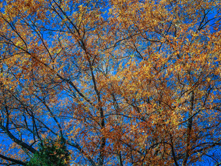 fall leaves in the forest