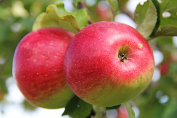 Red Wealthy apples on apple tree branch.