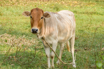 Naklejka na ściany i meble a calf is eating grass 