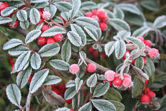 foglie verdi e bacche rosse coperte dal gelo