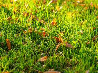 Autumn leaves on green grass in sun light