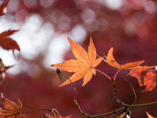 紅葉のモミジ