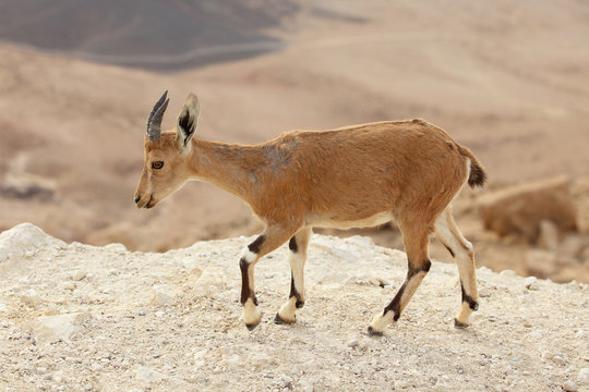 wild young nubian ibex