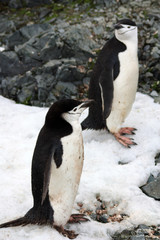Fototapeta premium Zügelpinguin- Antarktis