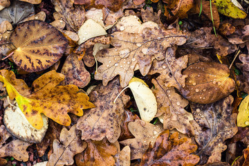 Abstract natural background old brown yellow autumn leaves Colorful bright vivid vibrant foliage autumn park Fall leaves background Macro fallen oak ash birch poplar hornbeam leaves after rain outdoor