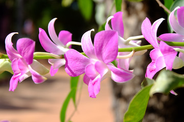 Orchids in nature