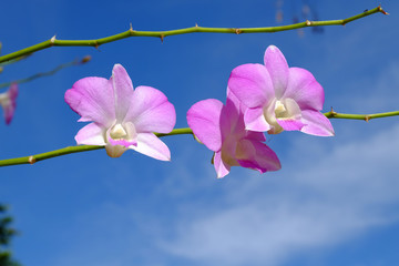Orchids in nature