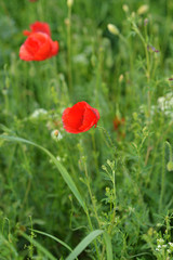 Vibrant red poppy in natural habitat