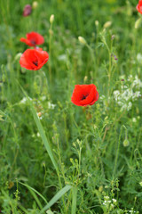 Vibrant red poppy in natural habitat