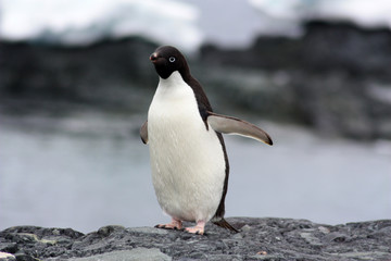 Obraz premium Adeliepinguin