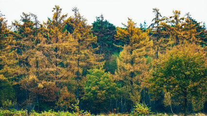 Yellow colored pine trees in forest during autumn.