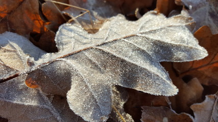 Frost