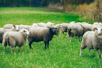 Fototapeta premium Group of sheep with one black specimen. Exel. Achterhoek. Gelder