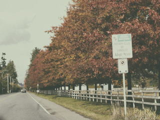 Sunny and warm autumn day in the Langley, canada, fall colour in , high iso in lowlight, more noisy...
