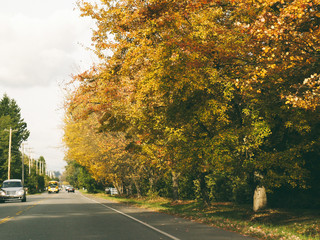 Sunny and warm autumn day in the Langley, canada, fall colour in , high iso in lowlight, more noisy grain, shallow deep of field, 400, gausion blur, , dark , blended, motion