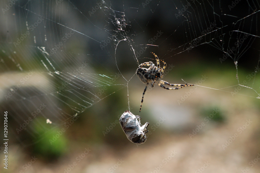 Wall mural detail of a spider while capturing of the prey on a spider web