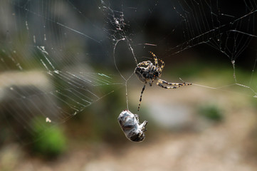 Detail of a spider while capturing of the prey on a spider web