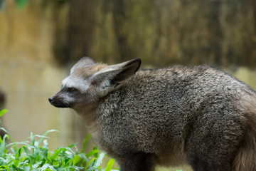 Naklejka premium Bat-eared fox