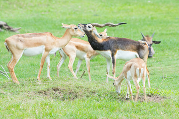 Naklejka na ściany i meble Male and female Grant's gazelles in breeding behavior