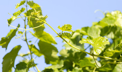 Obraz premium branch of grapes on a background of blue sky