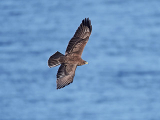 Common buzzard (Buteo buteo)