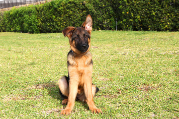 Cute smart puppy of german shepherd is sitting on the green grass.