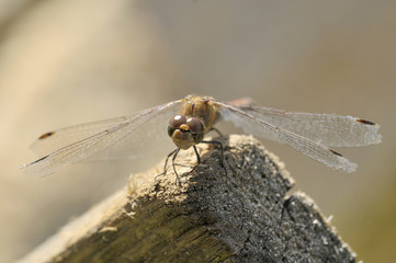Libellula