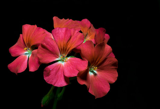 bouquet of red geranium flowers on black background