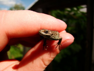 Lizard in the hand.