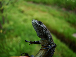 Lizard in the air.