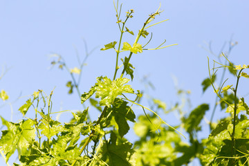 branch of grapes on a background of blue sky