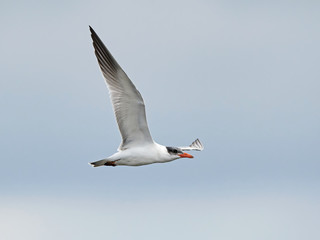Caspian tern (Hydroprogne caspia)