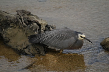 grey heron