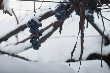 Vineyards in winter,